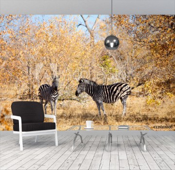 Picture of Zebras in safari park